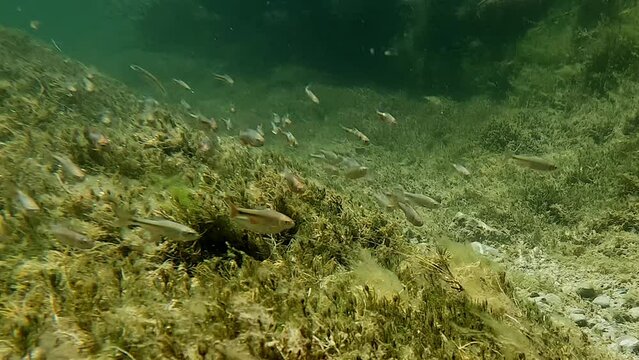 School of native minnow fish swimming in desert spring creek flowing from Lea Lake at Bottomless Lakes State Park in Roswell, New Mexico. 4K High Definition underwater video.