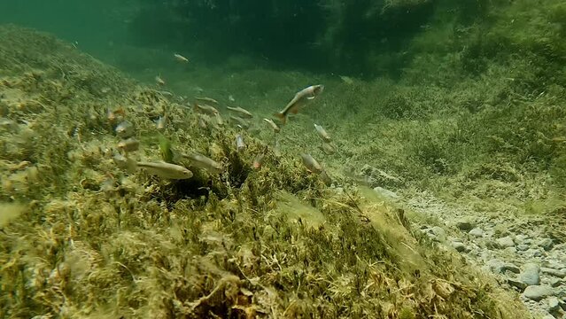 School of native minnow fish swimming in desert spring creek flowing from Lea Lake at Bottomless Lakes State Park in Roswell, New Mexico. 4K HD underwater video.