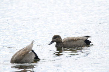 Common gadwall Mareca strepera strepera. Males. Lake Yunoto. Nikko National Park. Japan.
