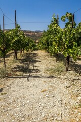 Vertical shot of a trees in a vineyard