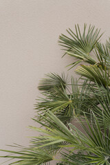 Tropical exotic palm leaves on soft pastel beige background. Aesthetic minimal floral composition
