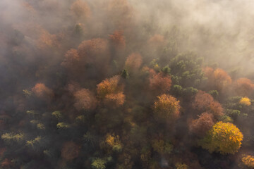 Fototapeta na wymiar Autumn aerial view of the colorful forest