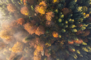 Fototapeta na wymiar Autumn aerial view of the colorful forest