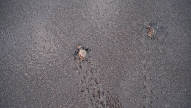 Two baby turtles taken by ocean wave while crawl on sandy beach, top down