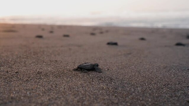 Endless number of newborn turtles crawl toward bright ocean water, cinematic view