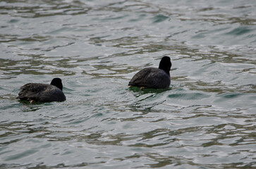 Pair of Eurasian coots Fulica atra. Lake Yunoto. Nikko National Park. Japan.