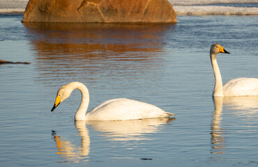 Whooper swans, or common swans, swimming in icy sea.