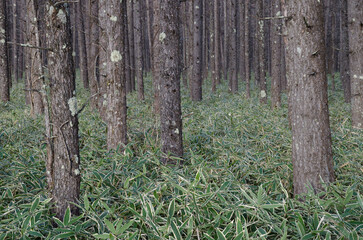 Forest of Japanese larch Larix kaempferi. Nikko National Park. Japan.