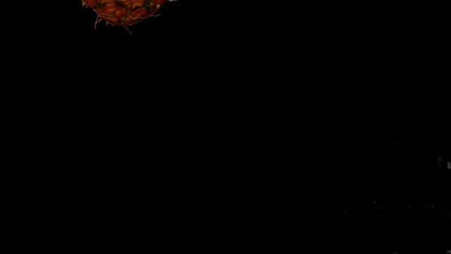 Pineapple falling on water isolated on black background. Splash