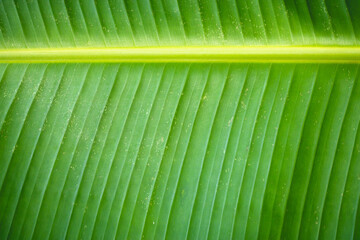 Close-up Texture of banana leaves green fresh. picture for design background food product or art work.