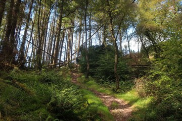 Forest near Loch Lomond, Highlands, Scotland