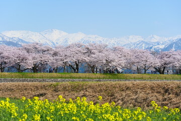 舟川べり桜並木。春の四重奏。朝日、富山、日本。4月中旬。