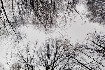 Gloomy gray sky. Natural background. Bare trees against the sky.