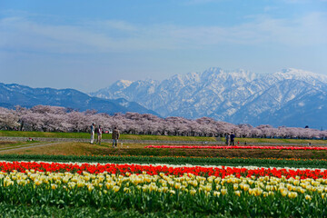 舟川べり桜並木。春の四重奏。朝日、富山、日本。4月中旬。