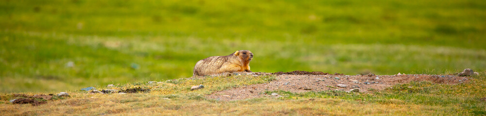 The marmot sits in the grass in the mountains, looks to the side, as if reading your text, studying, showing curiosity, interest. Copy space with place for text. Landscape with wild animals.