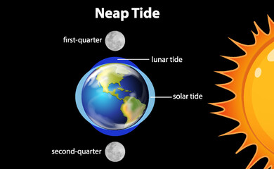 Diagram showing neap tides - obrazy, fototapety, plakaty