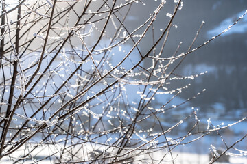 Sun shining through trees