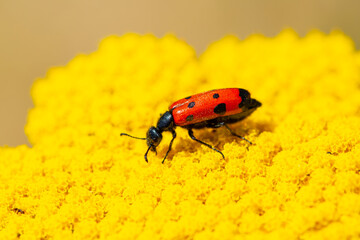 Red beautiful beetle on a yellow flower. The common red soldier beetle Rhagonycha fulva, also misleadingly known as the bloodsucker beetle, is a species of soldier beetle Cantharidae.