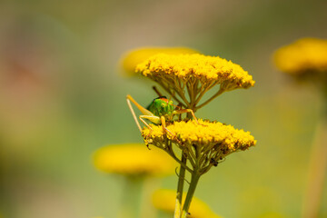 Green grasshopper on a yarrow flower. Large marsh grasshopper, Stethophyma grossum, a critically endangered insect typical of wet grasslands and swamps.