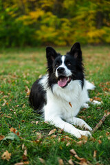 Portrait of beauty border collie. Young dog in the park, playing dog on the grass in the autumn,...