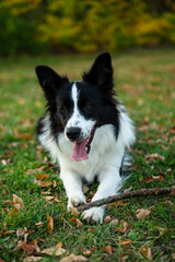 Portrait of beauty border collie. Young dog in the park, playing dog on the grass in the autumn, beautiful nature colors
