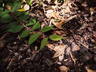 Green foliage