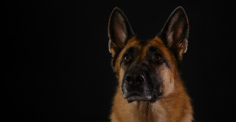 Beautiful serious breed of dog, muzzle close-up. Horizontal web banner with copy space. Portrait of red German Shepherd on black background, studio photo inside.