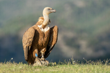 A griffon vulture (Gyps fulvus)