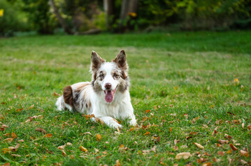 Naklejka na ściany i meble Portrait of beauty border collie. Young dog in the park, playing dog on the grass in the autumn, beautiful nature colors