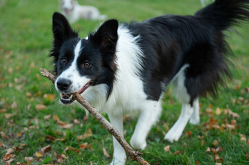 Portrait of beauty border collie. Young dog in the park, playing dog on the grass in the autumn, beautiful nature colors