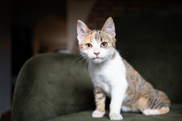 portrait of a cute little cat