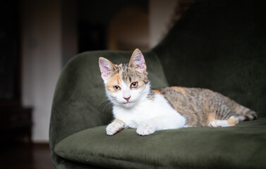 portrait of a cute little cat