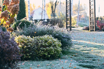 beautiful winter or late autumn garden view with first frost, snowy conifers and shrubs