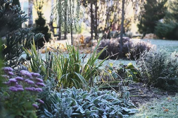Tuinposter beautiful winter or late autumn garden view with first frost, snowy conifers and shrubs © mashiki