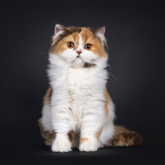 Cute tortie British Longhair cat kitten, sitting up facing front. Looking towards camera. Isolated on a black background.