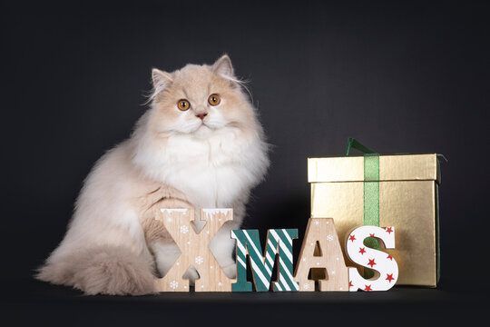 Rare male tortie British Longhair cat kitten, sitting up side ways behind wooden xmas text and golden present box. Looking towards camera. Isolated on a black background.