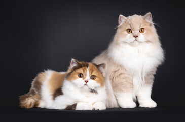Fototapeta na wymiar Cute duo British Longhair cat kittens, sitting up and laying down beside each other. Looking towards camera. Isolated on a black background.