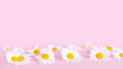 Obraz premium Delicate natural floral background in light pink pastel colors. White daisy flowers on a pink background. Springtime composition with copyspace.