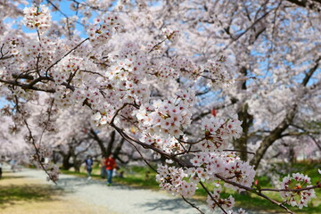 舟川べり桜並木。朝日、富山、日本。4月中旬。