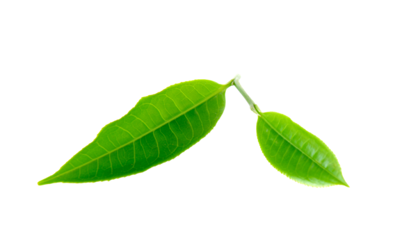 Green tea leaf isolated on transparent png