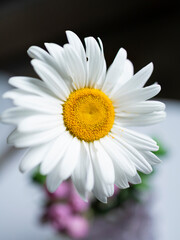 Fototapeta premium daisy flower macro photography