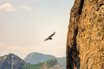 Fototapeta na wymiar condor flying next to a rock above the ocean