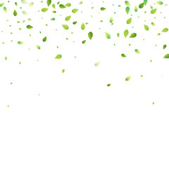 Leaves Green Falling Flying Foliage Leaf Tea Mint