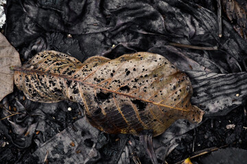 A torn leaf lying on a piece of dirty cloth