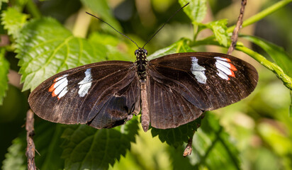 Fototapeta na wymiar Schwarzer Langflügler Schmetterling mit je zwei weißen Flügelpunkten 