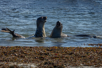 Sea elephants playing and fighting in the pacific ocean on the california coast, with tidewaters on the rocks in the water, along higway 1 the Big Sur
