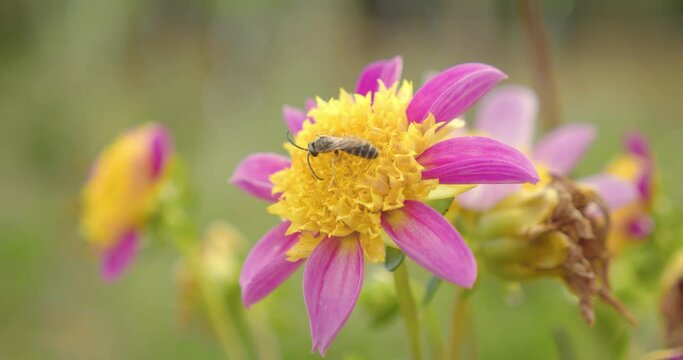 Orange-legged Furrow-bee (Halictus rubicundus) Feeding On Blooming Flower With Bokeh Background. Close Up
