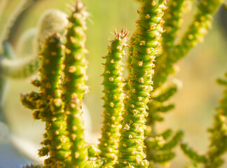 Close-up of a domestic ornamental plant with thickened, fleshy and engorged parts. Part of a succulent plant in soft focus at high magnification.