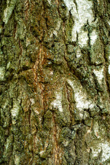 Close-up of the bark of a tree in soft focus at high magnification. Cracks with germinating moss on a old birch. Background for slide or book cover