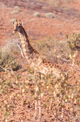 Closeup of Angolan Giraffe - Giraffa giraffa angolensis- head sticking out from the bushes of the Namibian desert.